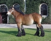 maedu32 - éleveur de chevaux Horzer