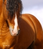 -Eden- - éleveur de chevaux Horzer
