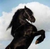 TARACHAROUCOWBOY - éleveur de chevaux Horzer