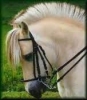 Yulura - éleveur de chevaux Horzer