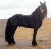 julia357 - éleveur de chevaux Horzer