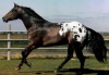 silver45 - éleveur de chevaux Horzer