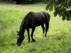 Horse014 - éleveur de chevaux Horzer