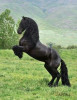Horse_girl73 - éleveur de chevaux Horzer