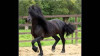tiaferkal - éleveur de chevaux Horzer