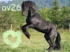 av26 - éleveur de chevaux Horzer