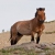 le cheval de przewalski