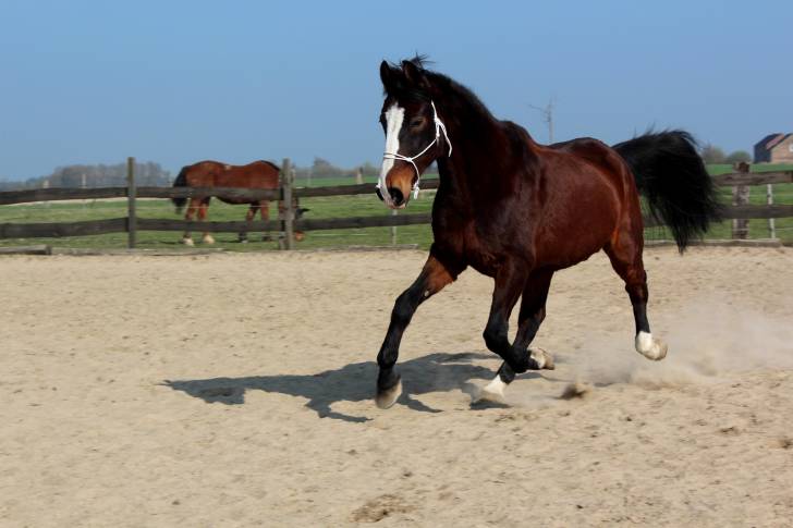 cheval trotteur français