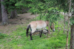 Wildparkpferd - Cheval de Przewalski